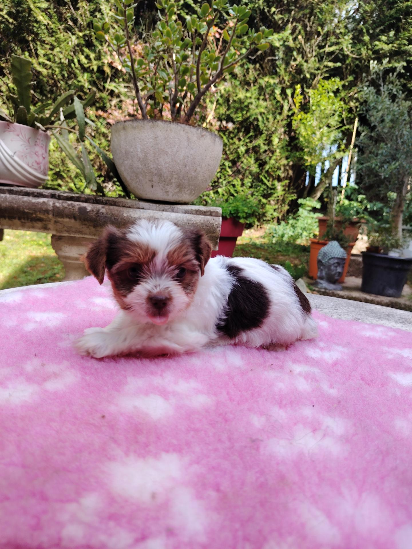Biewer femelle tapis rose