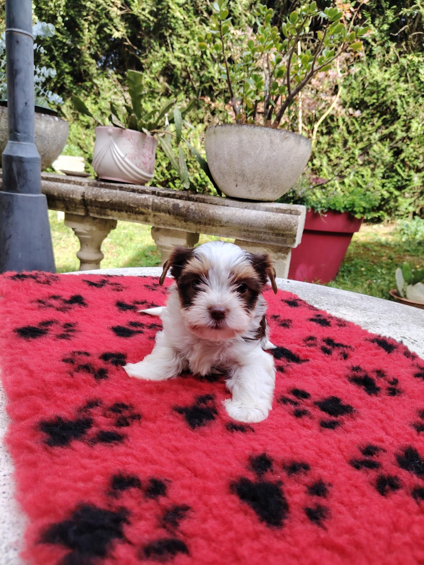 Biewer femelle tapis rouge