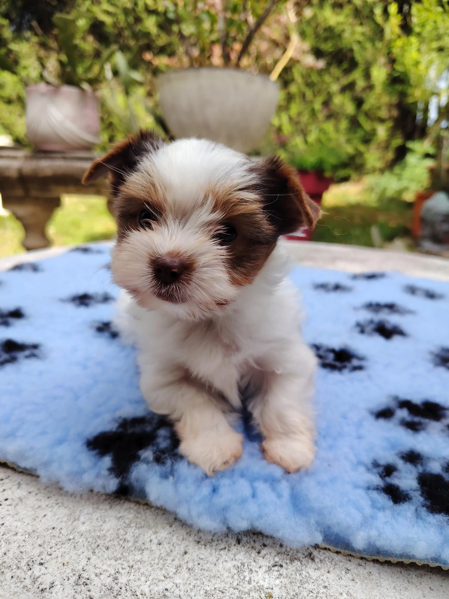 Biewer male tapis bleu