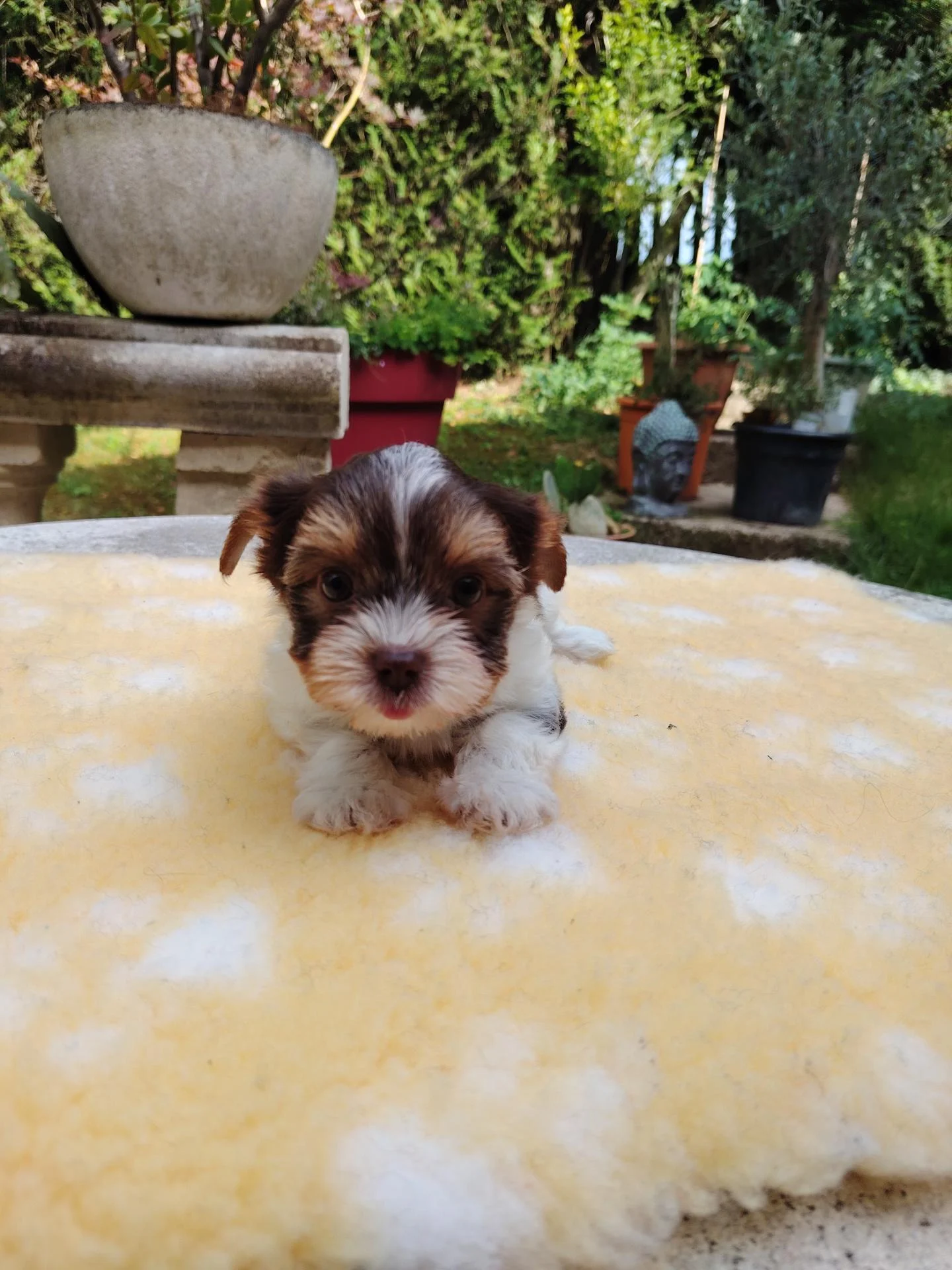 Biewer male tapis jaune