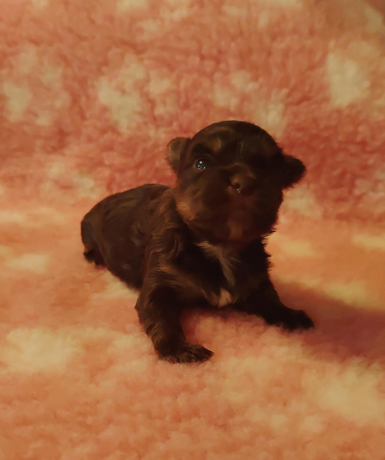 Img 20251030 120009 edit 332379027578466